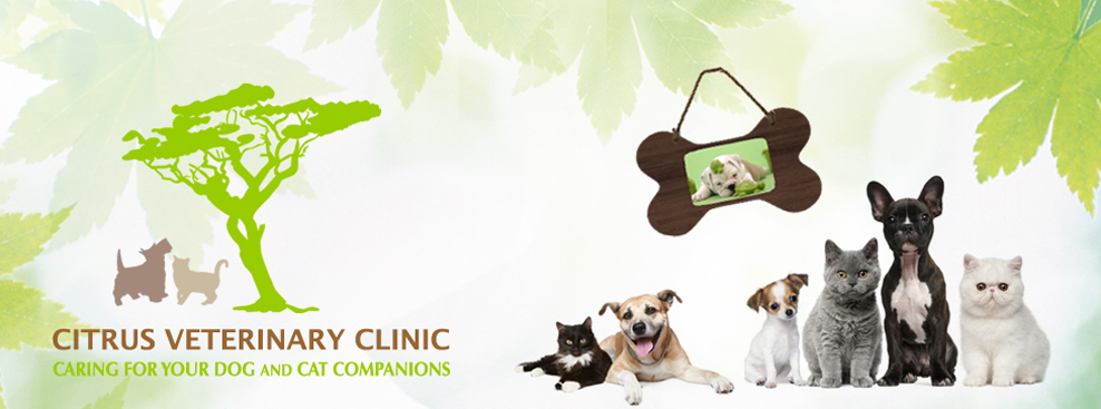 banner veterinary clinic