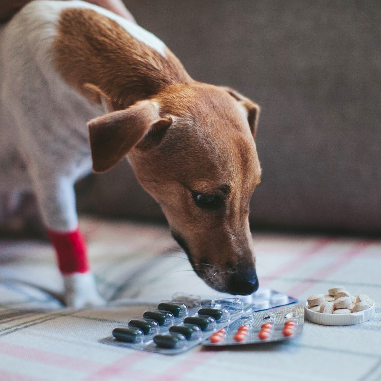 Brown and White Dog Sniffing Medication